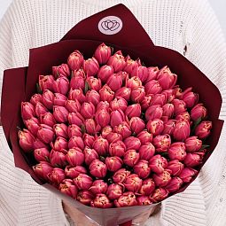 Букет из 101 розового пионовидного тюльпана в бордовой пленке